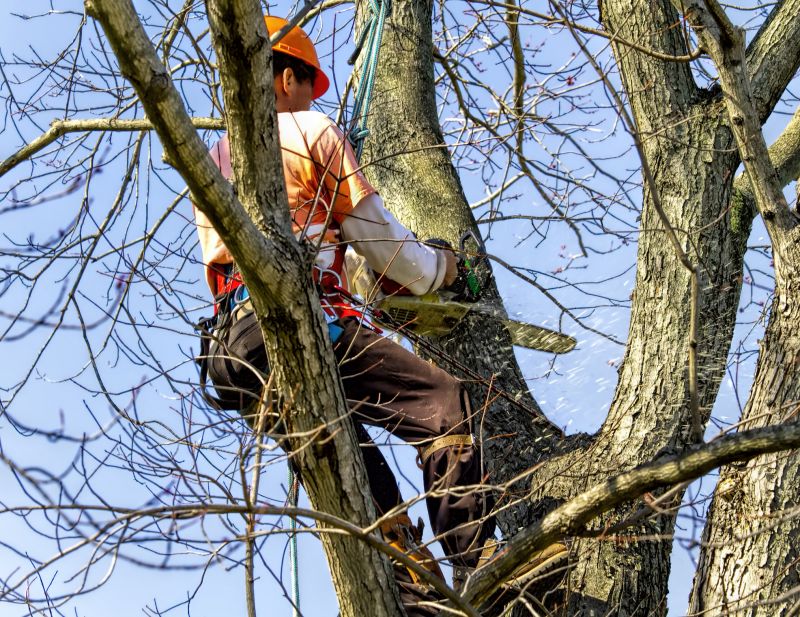 Local Apple Tree Trimming pros at work