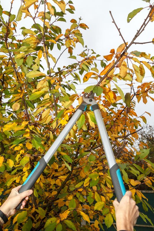 Apple Tree Trimming Equipment