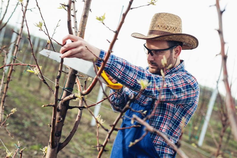 Seasonal Orchard Maintenance