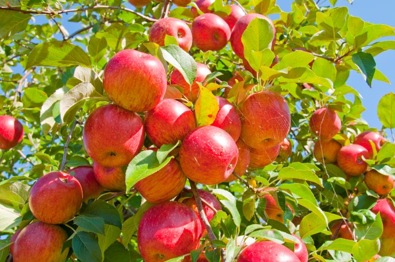 Healthy Apple Tree