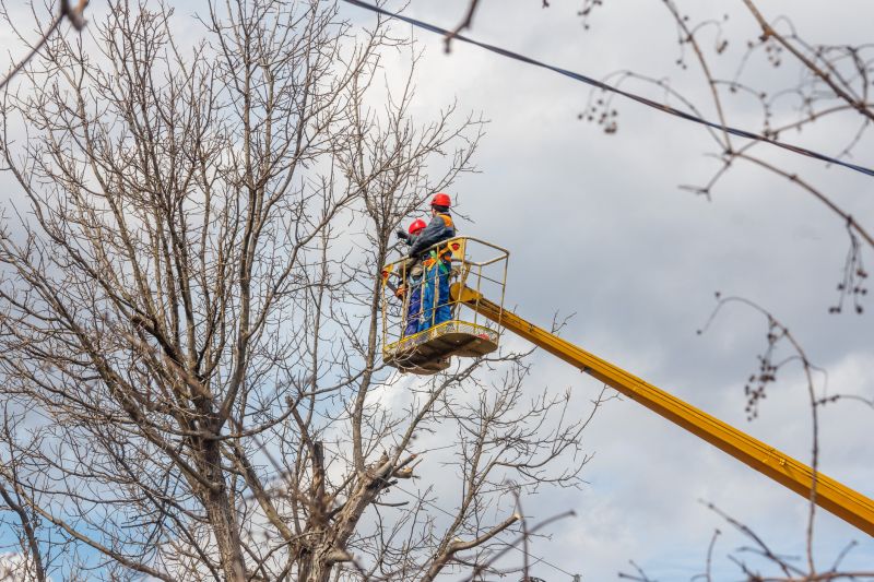 Apple Tree Trimming