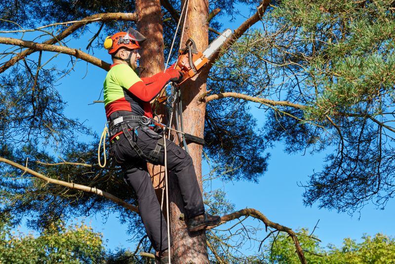 Tree Trimming in Progress