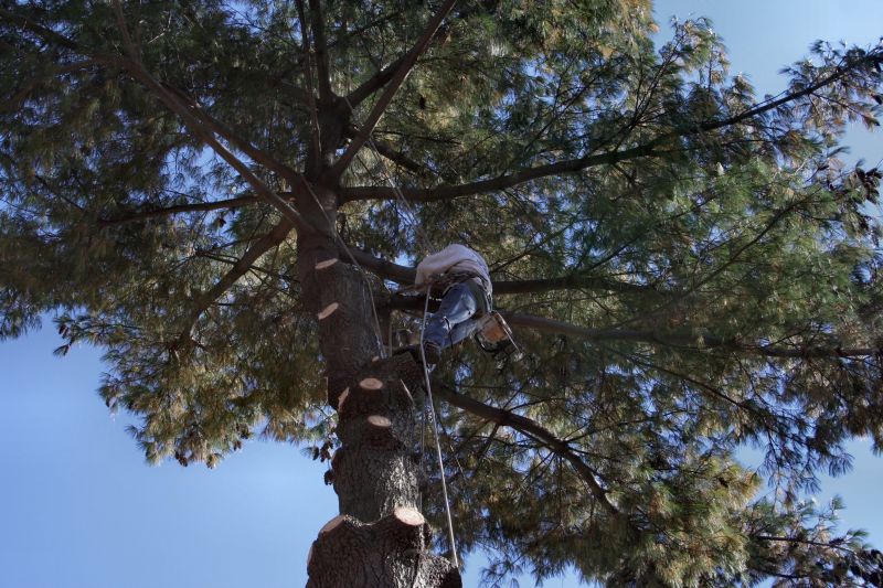 Arborist Pruning Tree