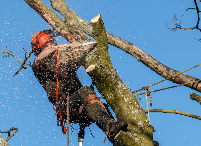 Storm-Prepared Tree Maintenance