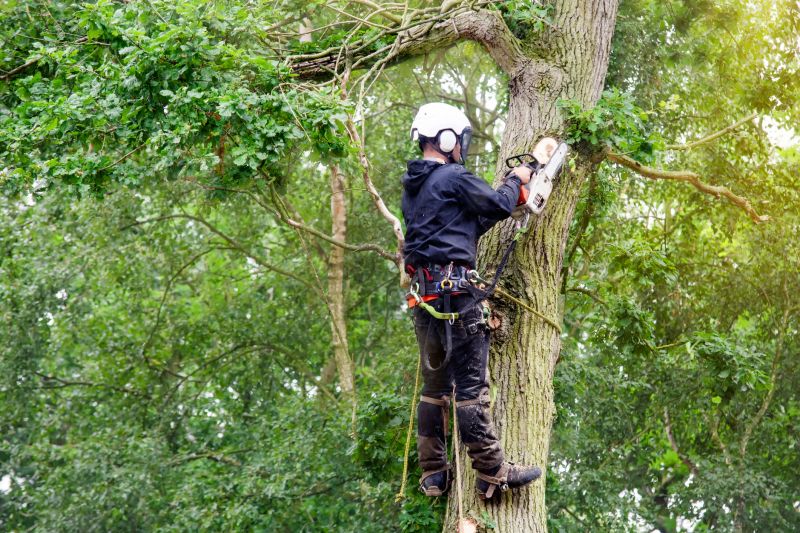 Arborist Working on Tree