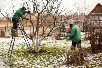 Control the Size and Shape of Your Apple Tree!