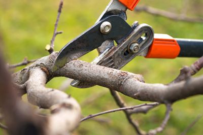 Remove Old and Diseased Branches!