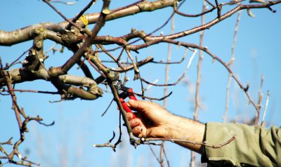 Trim Your Apple Tree!